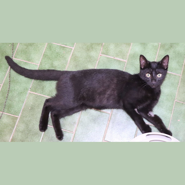 Photo of Graeme   Now At Pet Quarters Belmont