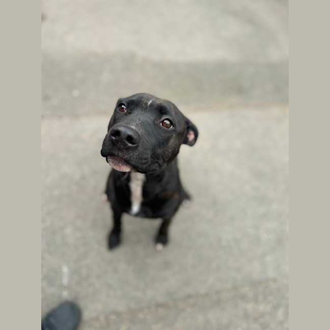 Photo of Rocky