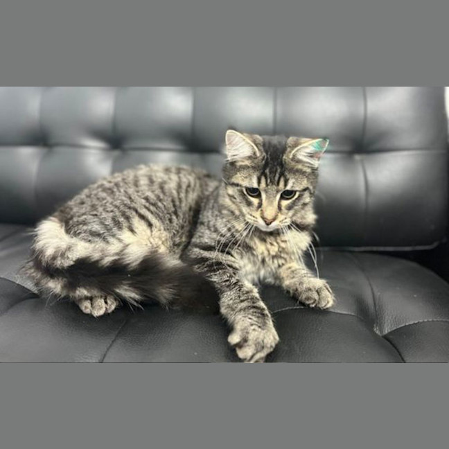 Photo of Buttons