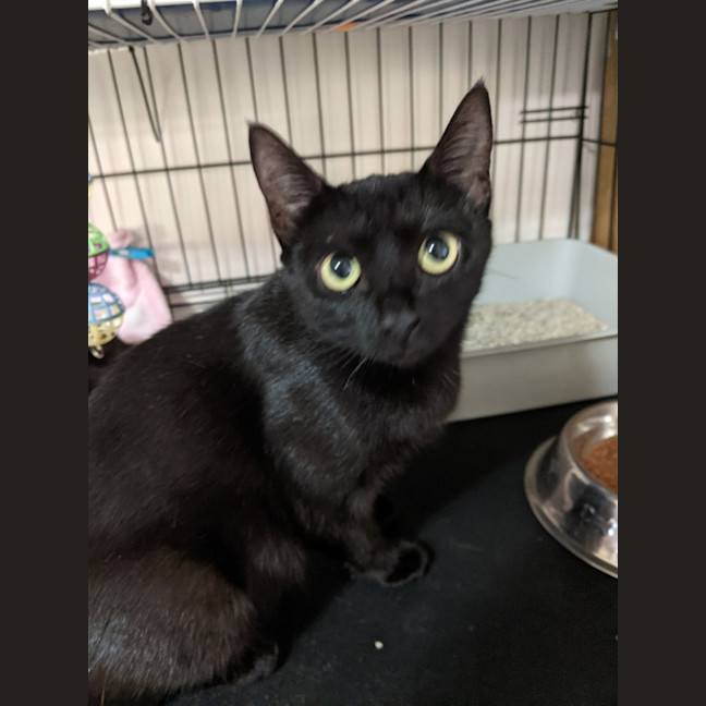 Photo of Binx