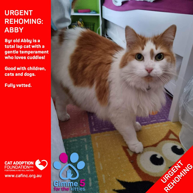 Photo of Abby Private Rehoming No Charge!
