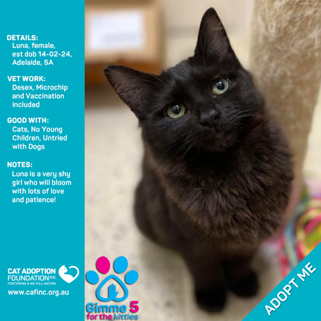 Photo of Luna Just $50 Limited Time!