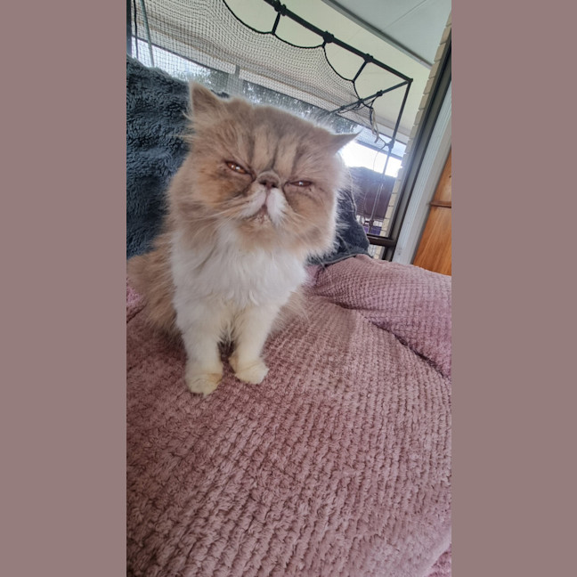 Photo of Scruffy