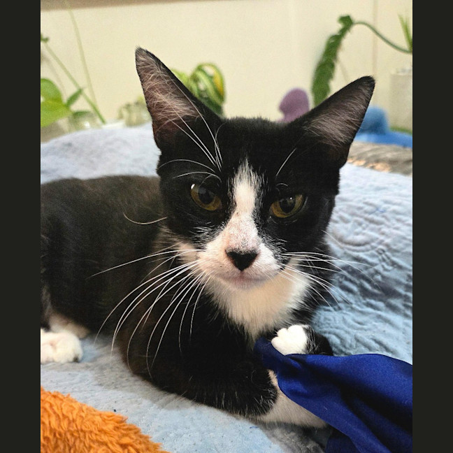 Photo of Mittens