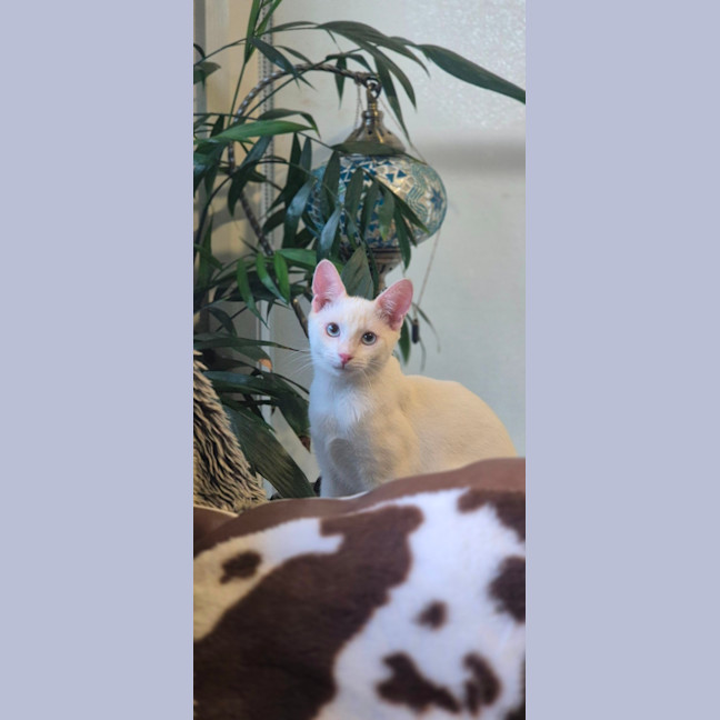 Photo of Bluey