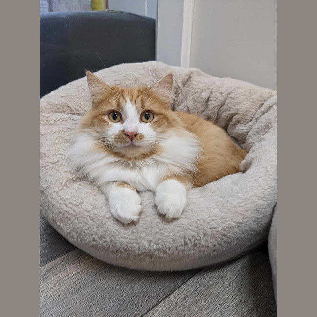 Photo of Sooki   Located In Preston 