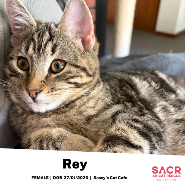 Photo of Rey