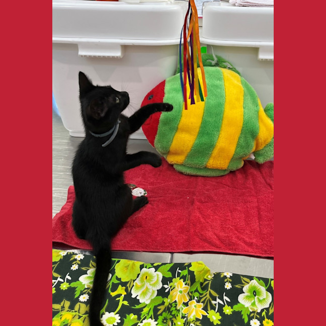 Photo of Vixen (8910)