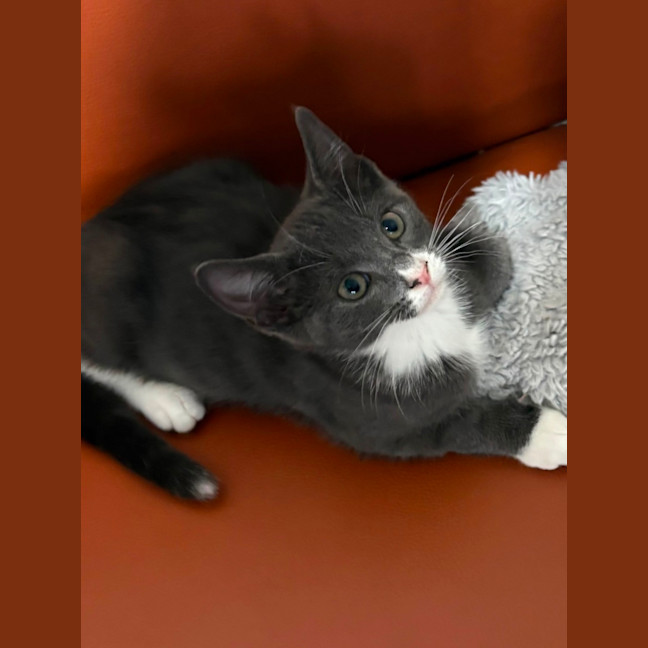Photo of Memphis 😻🥳💙