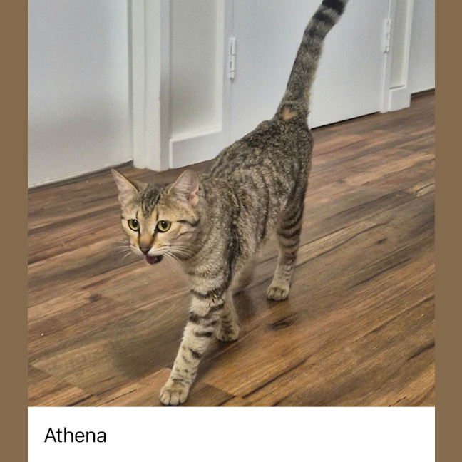 Photo of Athena