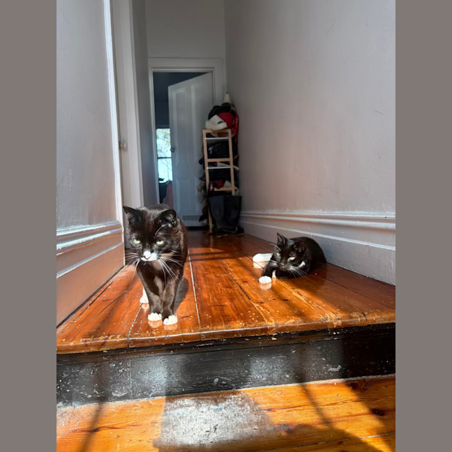 Photo of Hershey & Kiss
