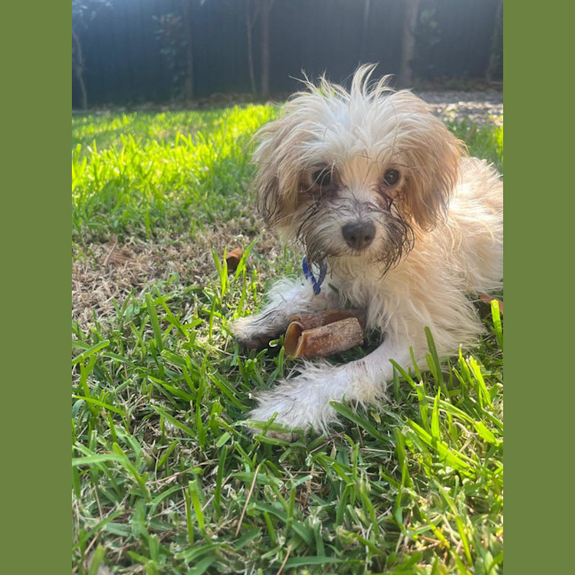 Photo of Barney   6 Month Old Yorkshire X Poodle