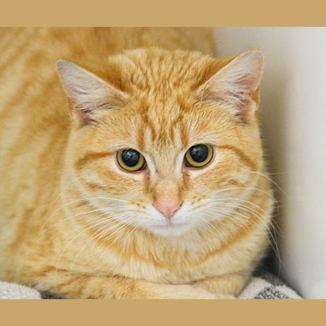 Photo of Basil