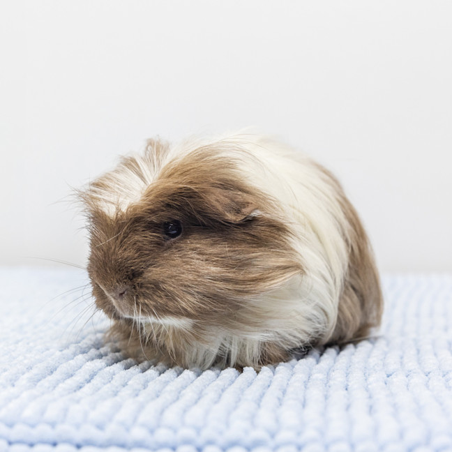Photo of Zen
