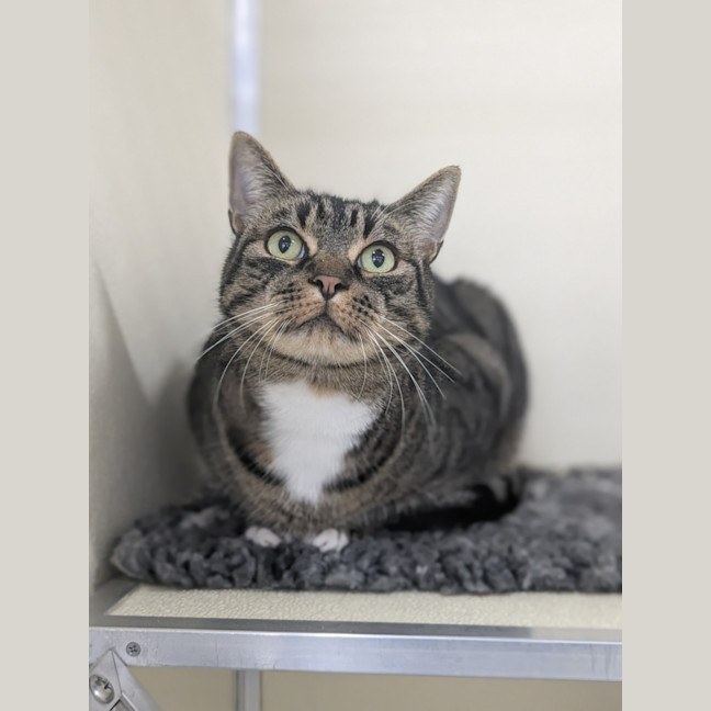 Photo of 🎮 Nippet 5903 🎮