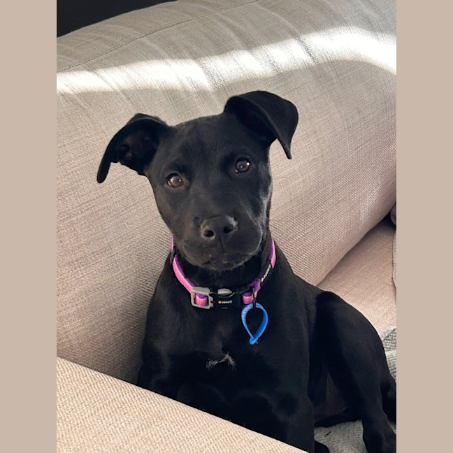 Photo of Willow