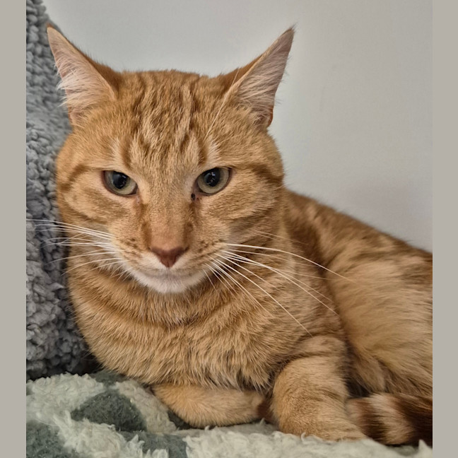 Photo of Fozzie
