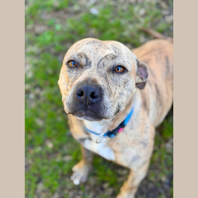 Photo of Sabre
