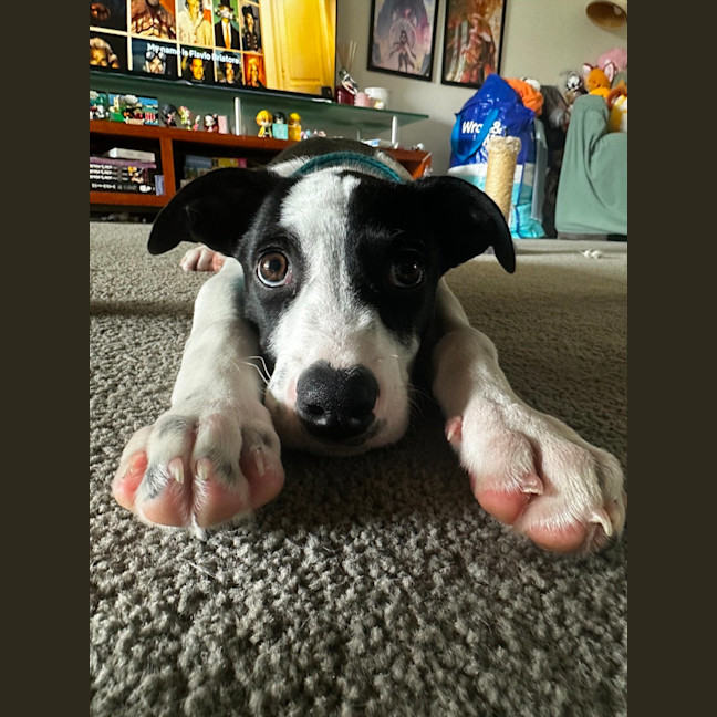 Photo of Harley   16 Week Old Border Collie X Bull Arab