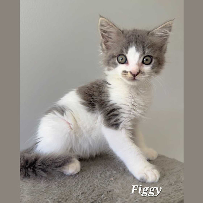 Photo of Figgy