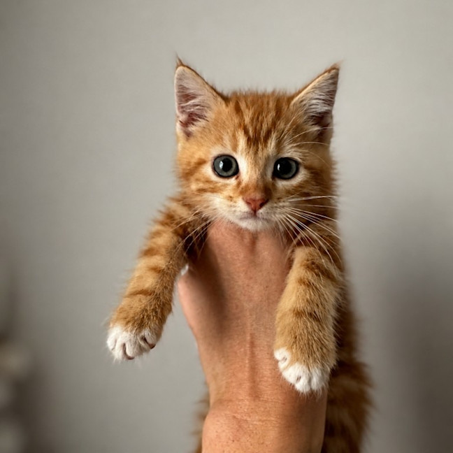 Photo of Flicker