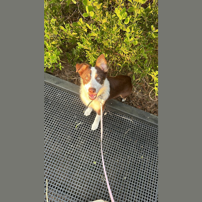 Photo of Chester