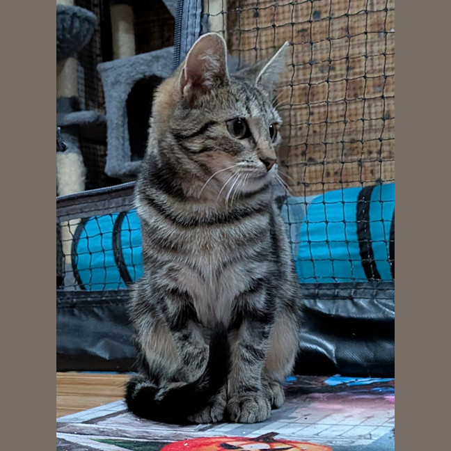 Photo of Aria