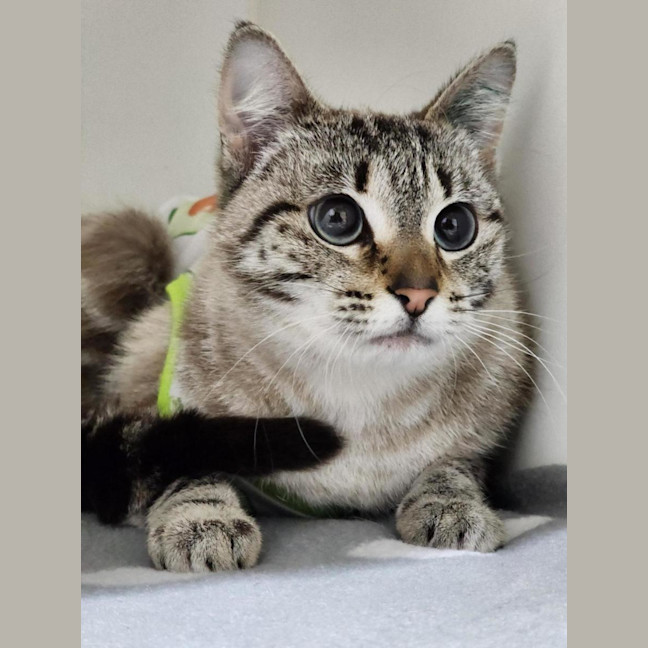 Photo of 💜 Indigo 6698 💜