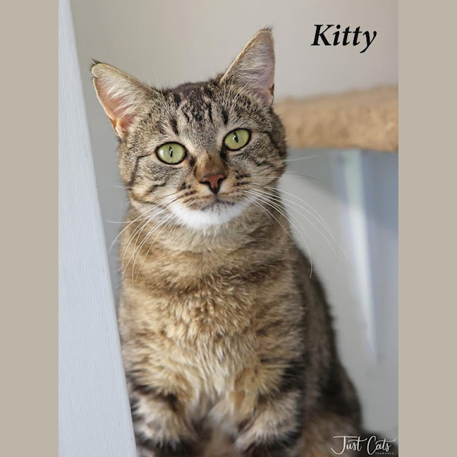 Photo of Kitty