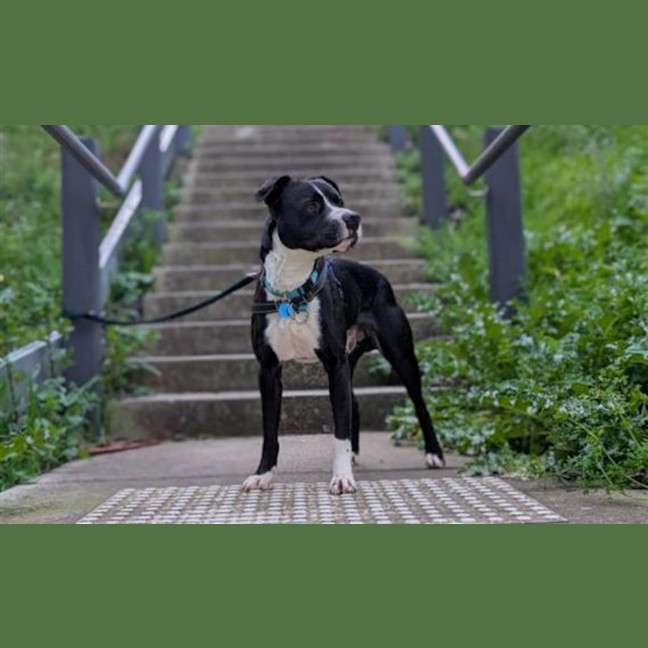 Photo of Drake