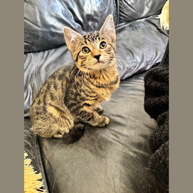 Photo of Marshmallow