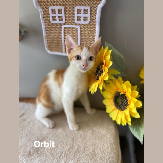 Photo of Orbit