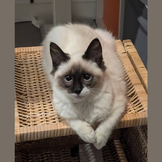 Photo of Oscar 