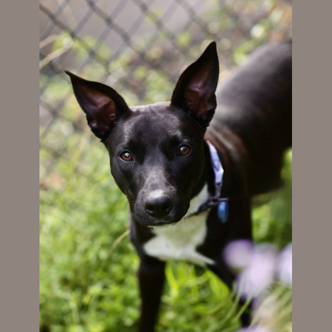 Photo of Krumb *$350 Adoption Fee*