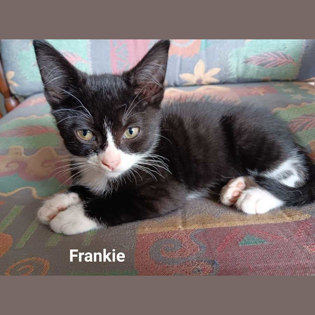 Photo of Frankie