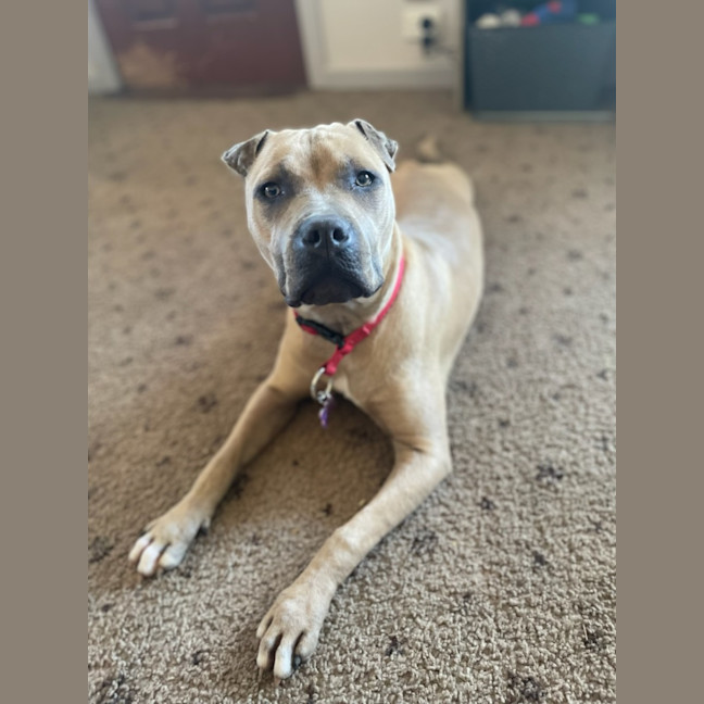 Photo of Lyra