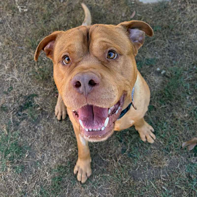 Photo of Rocco