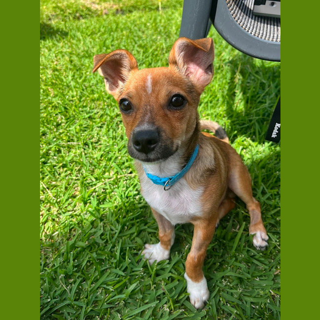 Photo of Timmy   4 Month Old Chihuahua