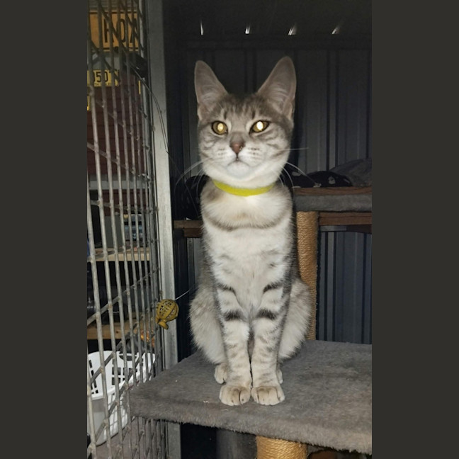 Photo of Sapphire