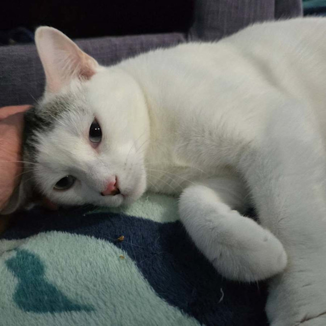 Photo of Snowball