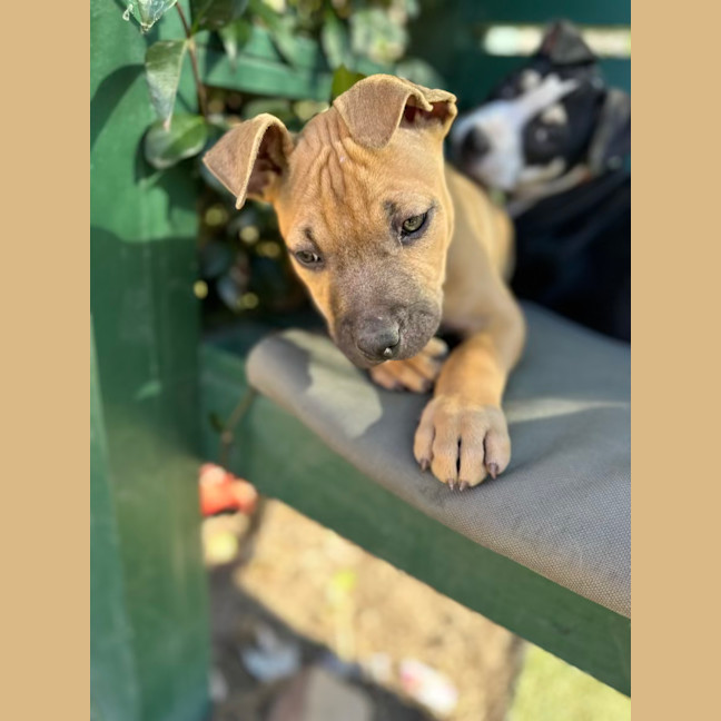 Photo of Firecracker