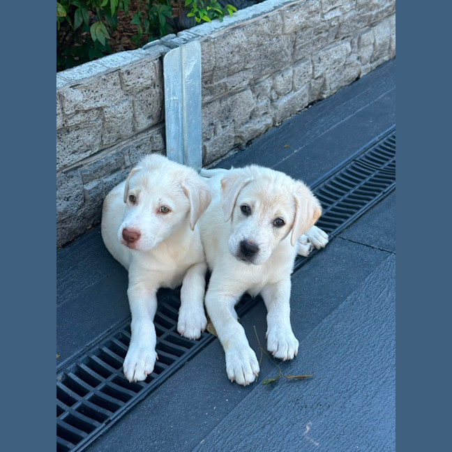 Photo of Marley 🐾🐶