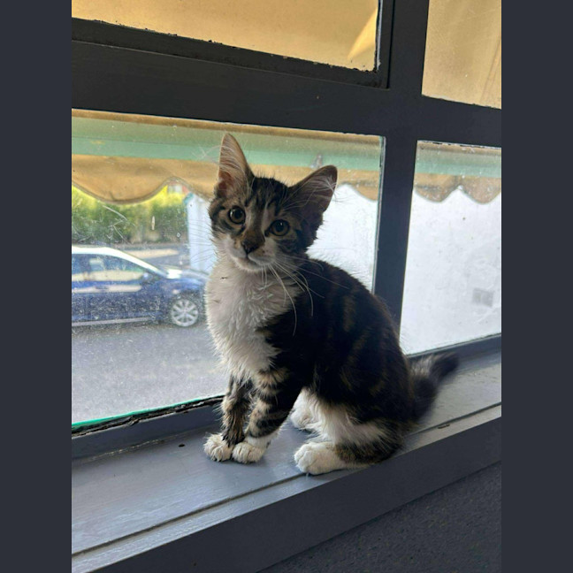 Photo of Linnie   Located In Kew