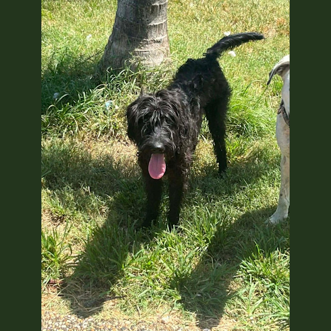 Photo of Pippin