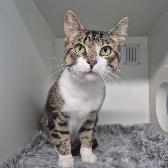 Photo of Twix