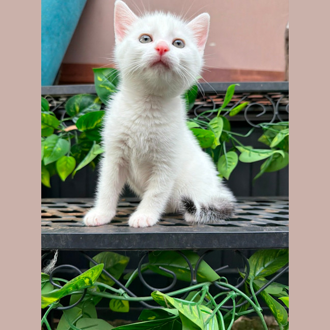 Photo of Cotton 🤍