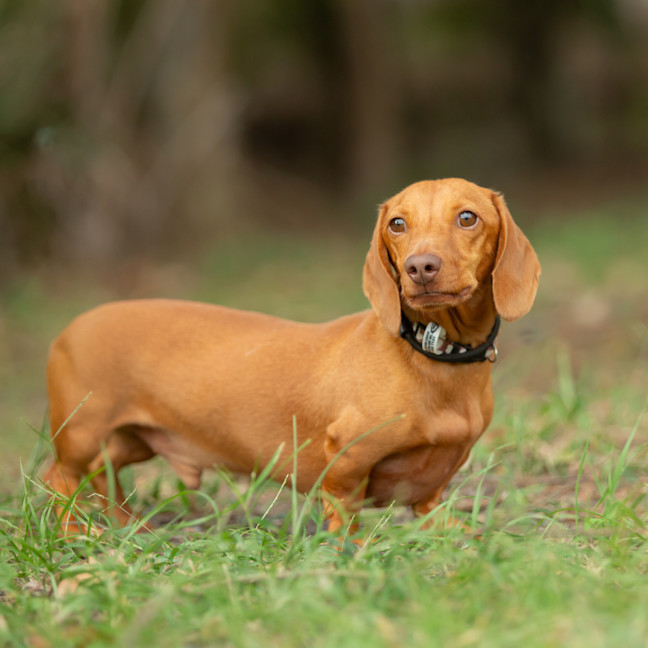 Photo of Oak