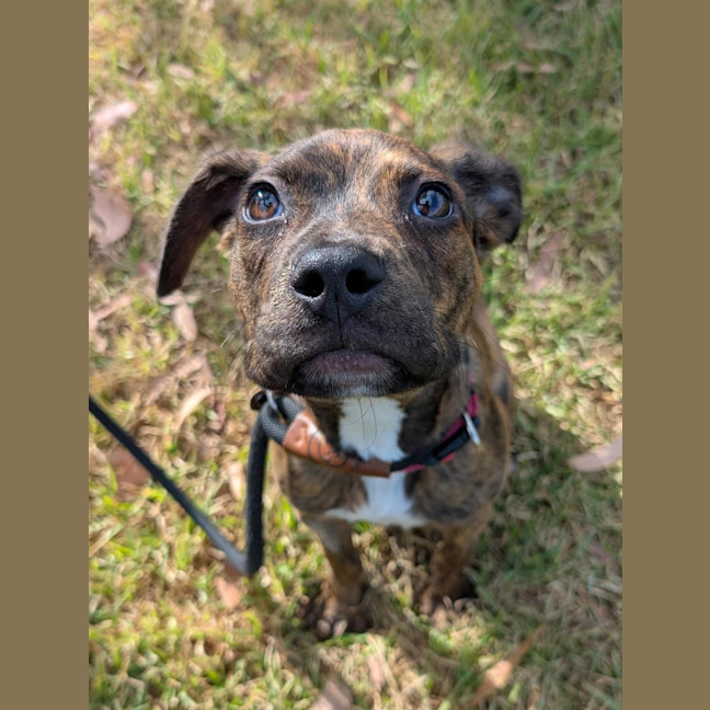 Photo of Dangerfield