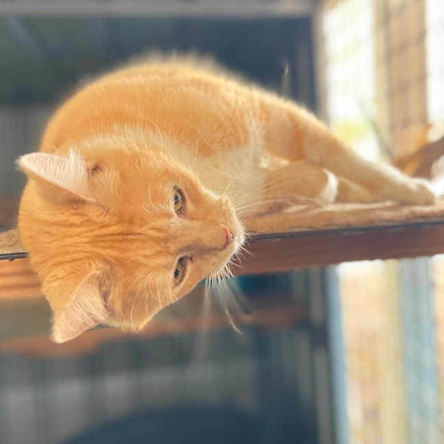 Photo of Squeek
