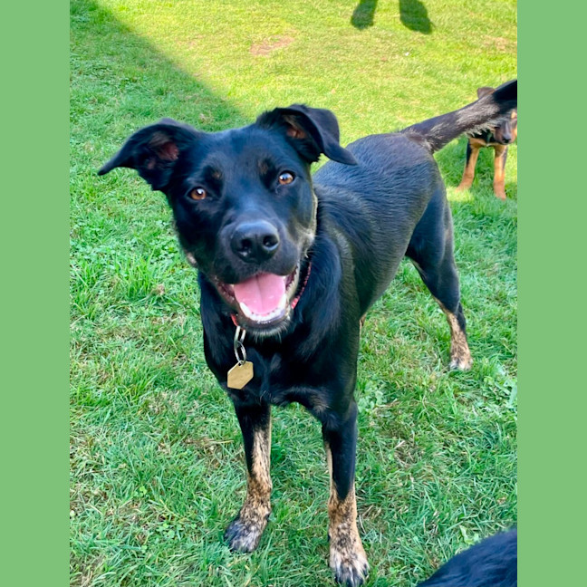 Photo of Daisy